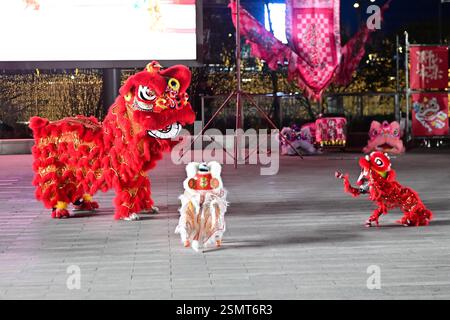Les chiens robots, avec des décorations en forme de tête de lion, dansent aux côtés de danseurs de lion traditionnels lors d'une célébration du Festival des lanternes dans la ville de Suzhou, Banque D'Images