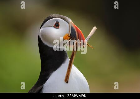 Macareux fratercula arctica, avec matériel de nidification, Northumberland, Angleterre, Royaume-Uni, juillet. Banque D'Images