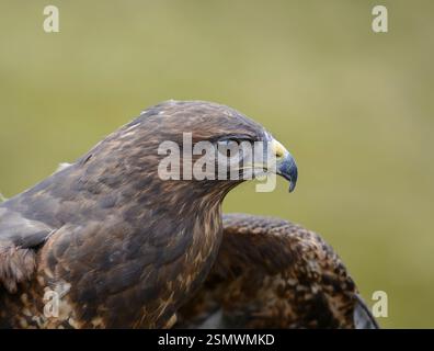 Buzzard eurasien Buteo buteo, oiseau captif, Northumberland, Angleterre, Royaume-Uni, mars. Banque D'Images