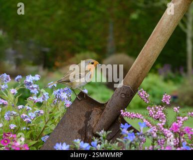 robin Erithacus rubecula européen, perché sur une bêche de jardin à la frontière fleurie, comté de Durham, Angleterre, Royaume-Uni, avril. Banque D'Images