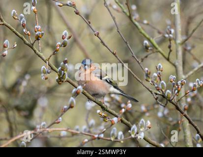 Chaffinch commun Fringilla coelebs, mâle perché dans un saule avec des chatons, comté de Durham, Angleterre, Royaume-Uni, février. Banque D'Images