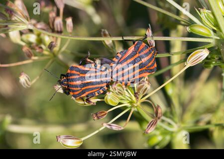Streifenwanze, Streifen-Wanze, Graphosoma italicum, ehemals Graphosoma lineatum bezeichnet, Italien Striped-Bug, Striped Bug, Italien Banque D'Images