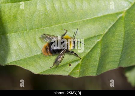 Wiesenhummel, Wiesen-Hummel, Männchen, Drohne, Hummel, Bombus pratorum, Pyrobombus pratorum, bourdon précoce, bourdon précoce, bourdon précoce Banque D'Images