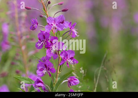 Schmalblättriges Weidenröschen, Weidenröschen, Epilobium angustifolium, Chamerion angustifolium, Chamaenerion angustifolium, incendie, lutte contre les mauvaises herbes, de l'épilobe gréa Banque D'Images