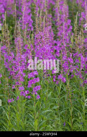 Schmalblättriges Weidenröschen, Weidenröschen, Epilobium angustifolium, Chamerion angustifolium, Chamaenerion angustifolium, incendie, lutte contre les mauvaises herbes, de l'épilobe gréa Banque D'Images