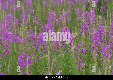 Schmalblättriges Weidenröschen, Weidenröschen, Epilobium angustifolium, Chamerion angustifolium, Chamaenerion angustifolium, incendie, lutte contre les mauvaises herbes, de l'épilobe gréa Banque D'Images