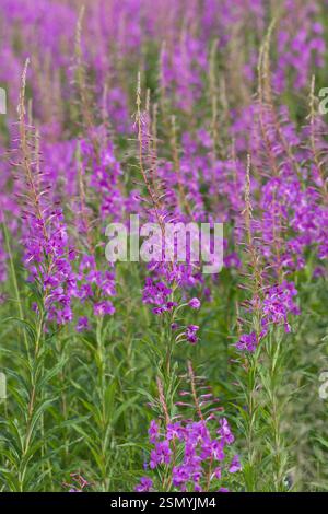 Schmalblättriges Weidenröschen, Weidenröschen, Epilobium angustifolium, Chamerion angustifolium, Chamaenerion angustifolium, incendie, lutte contre les mauvaises herbes, de l'épilobe gréa Banque D'Images