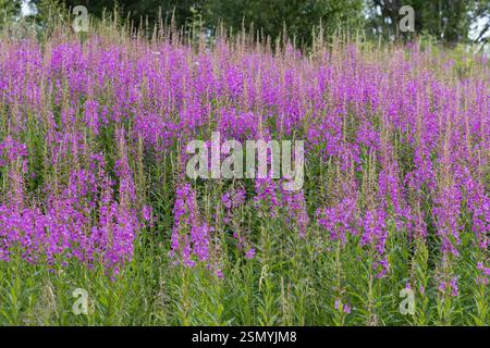 Schmalblättriges Weidenröschen, Weidenröschen, Epilobium angustifolium, Chamerion angustifolium, Chamaenerion angustifolium, incendie, lutte contre les mauvaises herbes, de l'épilobe gréa Banque D'Images