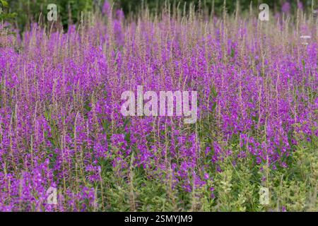 Schmalblättriges Weidenröschen, Weidenröschen, Epilobium angustifolium, Chamerion angustifolium, Chamaenerion angustifolium, incendie, lutte contre les mauvaises herbes, de l'épilobe gréa Banque D'Images