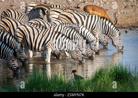 Rangée de zèbres de montagne buvant dans un point d'eau, safari de la faune et chasse au gibier en Namibie, Afrique Banque D'Images