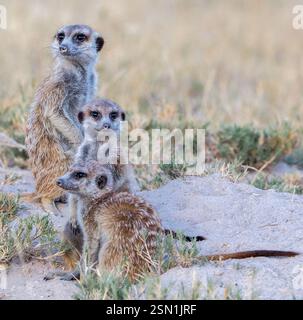 Les suricates vivaient dans des terriers sous les déserts et les prairies de Makgadikgadi pans, Botswana, Afrique Banque D'Images