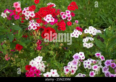 Phlox de jardin (Phlox paniculata), fleurs d'été vives. Phlox rampant, également connu sous le nom de phlox de mousse. Banque D'Images
