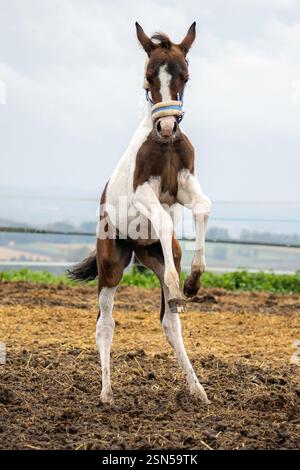 mignon petit poulain rugissant Banque D'Images