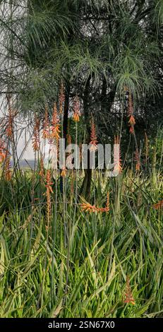 Fleurs d'aloe vera avec des ombres douces pendant l'après-midi à Town Square, Dubaï Banque D'Images