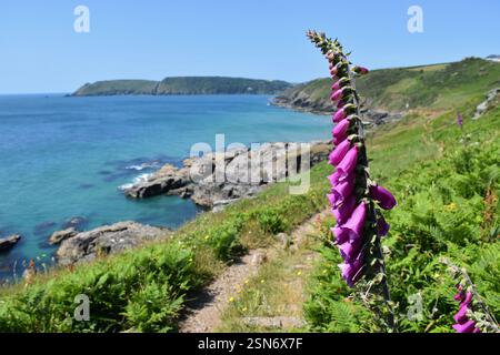 Foxglove sur South West Coast Path près de Salcombe, Devon Banque D'Images