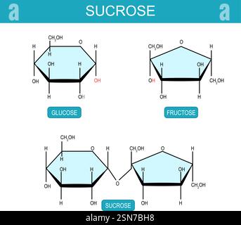 Molécules de saccharose, de fructose et de glucose. Formule structurale chimique moléculaire et modèle du disaccharide. Illustration vectorielle Illustration de Vecteur
