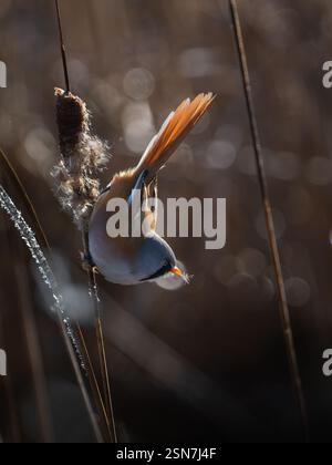 Gracieuse rotule barbotée acrobate dans la lumière hivernale Banque D'Images