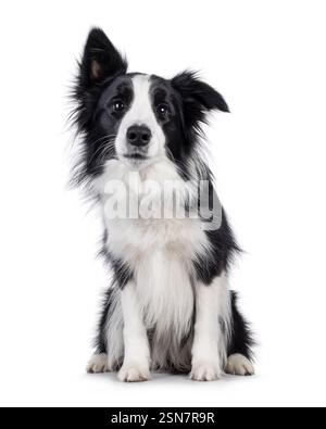 Charismatique typique noir et blanc jeune adulte Border Collie chien, assis face à l'avant. Regarder directement à la caméra avec la bouche fermée. Isolé sur Banque D'Images