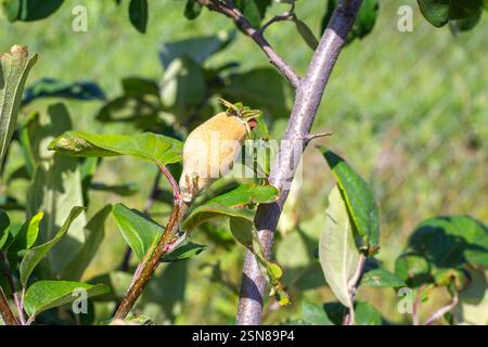 Jeune fruit de coing non mûr sur une branche d'arbre. Cultiver des fruits et prendre soin du jardin. Banque D'Images