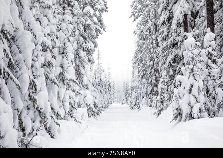 WA26383-00....WASHINGTON - route enneigée sur le sentier Amabilis Mountain dans la forêt nationale de Wenatchee. Banque D'Images