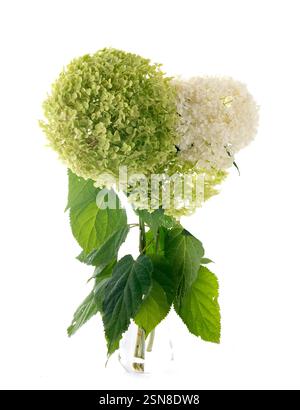 Hortensia blanche et verte devant un fond blanc Banque D'Images