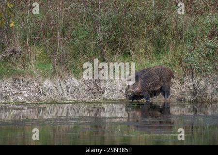 Cinghiale, Oasi WWF di Persano, serre, Salerne, Campanie Banque D'Images