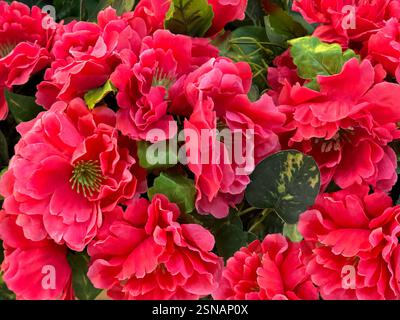 Gros plan de belles fleurs de pivoine de lotus rouge. Fleur de pivoine rouge rose florale en pleine floraison décoration texture de fond sans couture. Banque D'Images