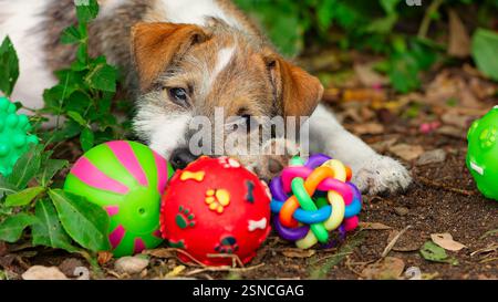 Un chien Jack Russell terrier mignon est en plein air jouant avec ses jouets colorés Banque D'Images