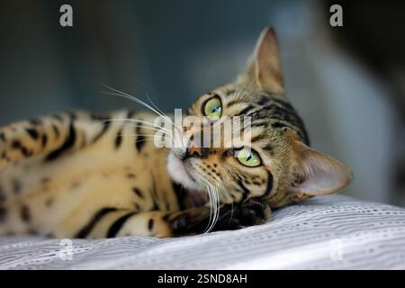 Emerald Eyes : le regard majestueux d'un chat du Bengale - Gigapixel Banque D'Images