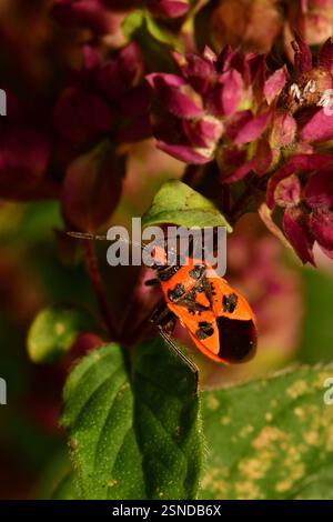 Le insecte de cannelle 'Corizus hyescyami' est une espèce de punaise végétale sans odeur appartenant à la famille des Rhopalidae, sous-famille des Rhopalinae. Il est aussi appelé blac Banque D'Images
