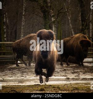 Un bison américain qui court. heure du printemps Banque D'Images