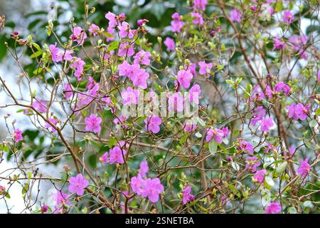 Délicat Rhododendron dauricum pourpre à floraison précoce «Mid Winter» en fleur. Banque D'Images