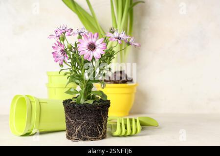 Fleurs en fleurs, pots de fleurs et outils de jardinage sur table sur fond blanc Banque D'Images
