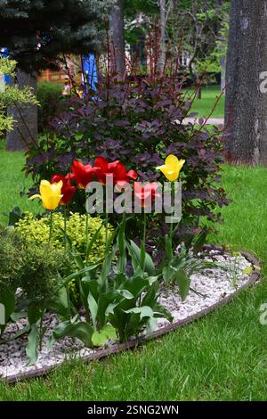 Un jardin avec des tulipes rouges et jaunes vibrantes entourées de verdure luxuriante et de plantes décoratives. Les plantes sont disposées dans une bordure bordée wi Banque D'Images