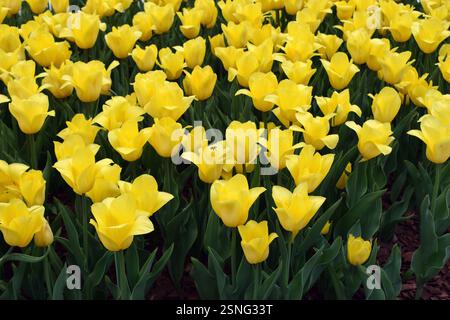 Un champ densément peuplé de tulipes jaunes, le tout fleurissant en harmonie. Les fleurs se distinguent par leur couleur vibrante et sont entourées de vert foncé Banque D'Images