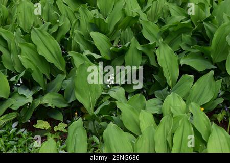 Un lit dense de feuilles vertes luxuriantes, de lis des plantes de la vallée, avec des grappes de petites fleurs blanches parmi eux Banque D'Images