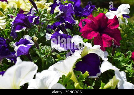 Un parterre de fleurs rempli de différentes couleurs de pétunias. Les fleurs sont en pleine floraison, affichant des nuances de blanc, rouge, rose, violet, lilas. La verdure Banque D'Images
