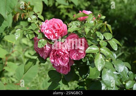 Un bouquet de roses roses aux pétales volumineux et détaillés, entouré de feuilles vert vif. Les fleurs sont en pleine floraison et capturées sous natur Banque D'Images