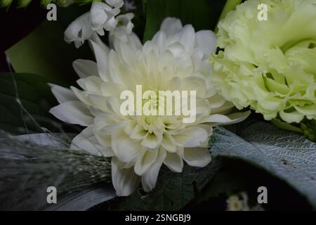 Vue rapprochée du chrysanthème blanc. L'accent est mis principalement sur un grand chrysanthème blanc entièrement fleuri avec de nombreux pétales, entouré de f vert Banque D'Images