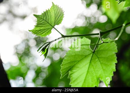 Feuilles de raisin et rein de raisin. Gros plan. Banque D'Images