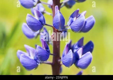 Le lupin à feuilles étroites (Lupinus polyphyllus) fleurit en bleu, en gros plan de l'inflorescence Banque D'Images