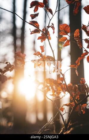 Gros plan des feuilles d'automne, illuminées par la lumière chaude du soleil, Gechingen, district de Calw, Forêt Noire, Allemagne, Europe Banque D'Images