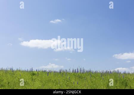Le lupin à feuilles étroites (Lupinus polyphyllus) fleurit en bleu sur la Halde I sur le Heller, Dresde, Saxe, Allemagne, Europe Banque D'Images