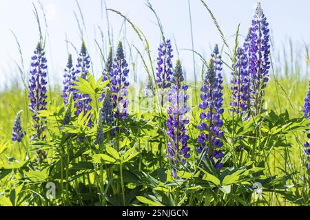 Le lupin à feuilles étroites (Lupinus polyphyllus) fleurit en bleu sur la Halde I sur le Heller, Dresde, Saxe, Allemagne, Europe Banque D'Images