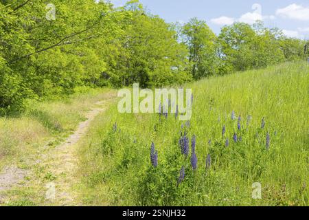 Le lupin à feuilles étroites (Lupinus polyphyllus) fleurit en bleu sur la Halde I sur le Heller, Dresde, Saxe, Allemagne, Europe Banque D'Images
