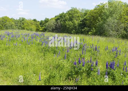 Le lupin à feuilles étroites (Lupinus polyphyllus) fleurit en bleu sur la Halde I sur le Heller, Dresde, Saxe, Allemagne, Europe Banque D'Images