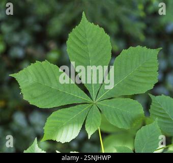 Feuille de châtaignier (Aesculus) Banque D'Images