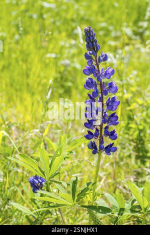 Le lupin à feuilles étroites (Lupinus polyphyllus) fleurit en bleu sur la Halde I sur le Heller, Dresde, Saxe, Allemagne, Europe Banque D'Images