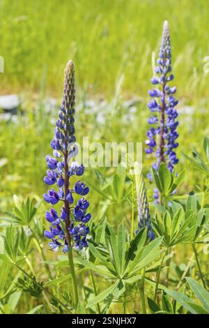 Le lupin à feuilles étroites (Lupinus polyphyllus) fleurit en bleu sur la Halde I sur le Heller, Dresde, Saxe, Allemagne, Europe Banque D'Images