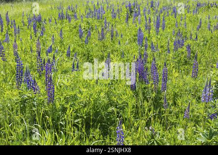 Le lupin à feuilles étroites (Lupinus polyphyllus) fleurit en bleu sur la Halde I sur le Heller, Dresde, Saxe, Allemagne, Europe Banque D'Images